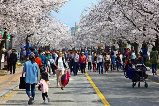 정읍벚꽃축제